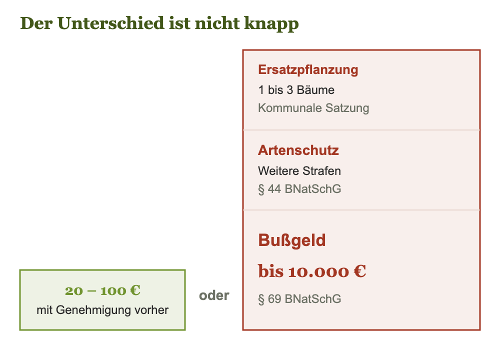 Vergleich der Kosten Baumfällung-Genehmigung im Vergleich zu Folgekosten ohne Genehmigung