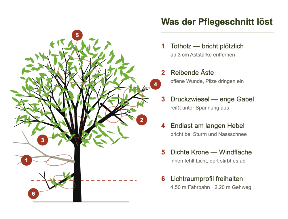 Pflegeschnitte hilft gegen diese Herausforderungen