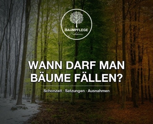 Ein künstlicher Verlauf der Baumvegetation von Winter bis Herbst und dazu die Frage wann Bäume gefällt werden dürfen