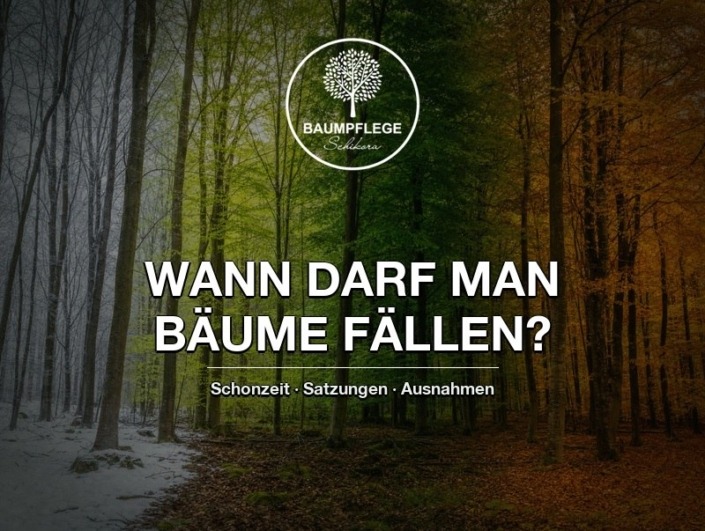 Ein künstlicher Verlauf der Baumvegetation von Winter bis Herbst und dazu die Frage wann Bäume gefällt werden dürfen